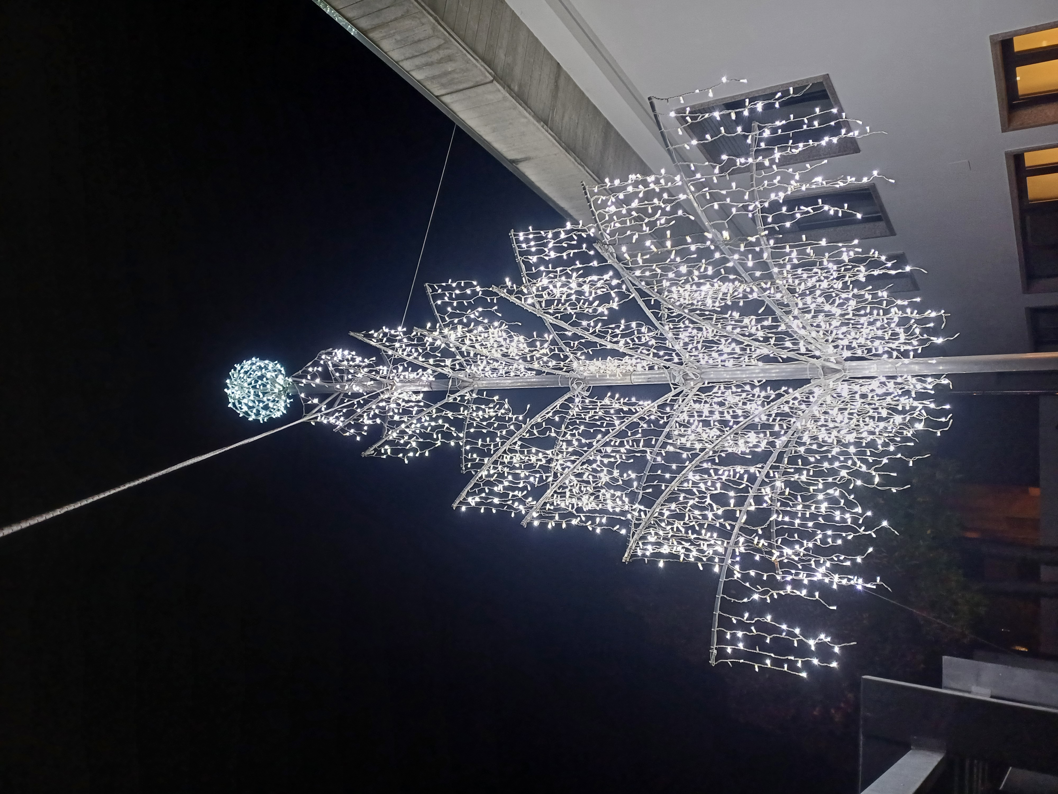 Albero salice